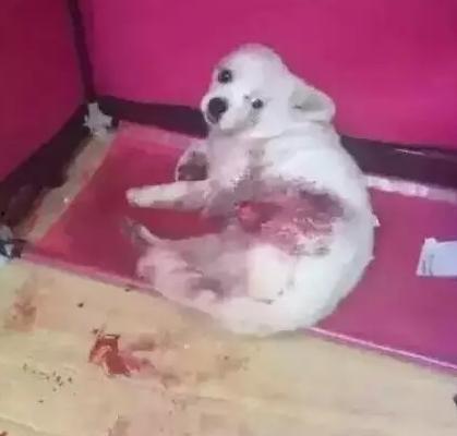 狗狗爆料视频 第2张 狗狗爆料视频 第2张